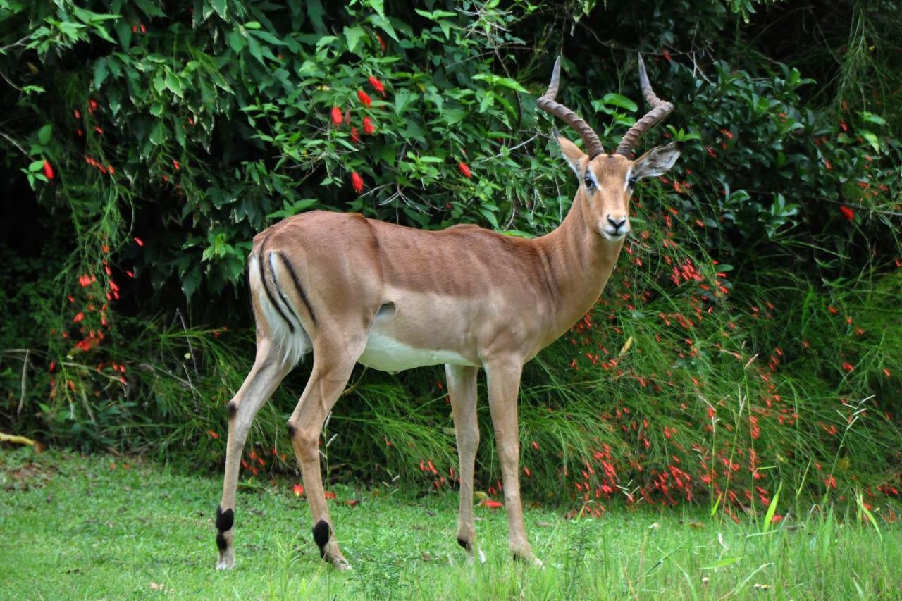 האזיביו Kruger Park Lodge Unit No. 524 מראה חיצוני תמונה